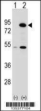 Anti-THOC1 (C-term) Antibody