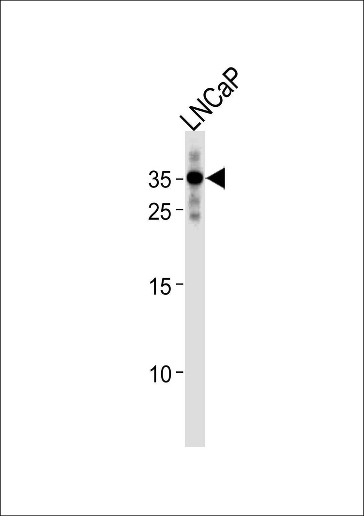 Anti-RNF4 (C-term) Antibody