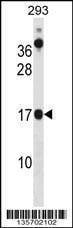 Anti-CHCHD10 (N-term) Antibody