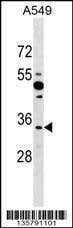 Anti-BOLL (N-term) Antibody