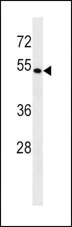 Anti-BAG4 (C-term) Antibody