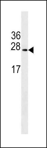 Anti-Erythropoietin (N-term) Antibody