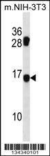 Anti-Mouse MDS1 (Center) Antibody