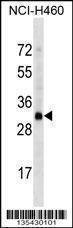 Anti-OR4D2 (C-term) Antibody