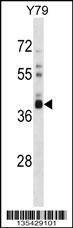 Anti-OR52L1 (C-term) Antibody