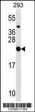 Anti-RPL9 (C-term) Antibody
