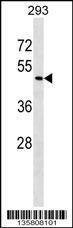 Anti-ZNF24 (Center) Antibody