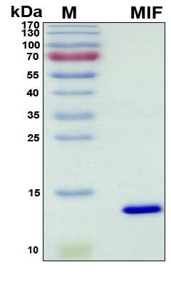 Recombinant Porcine (pig) MIF Protein