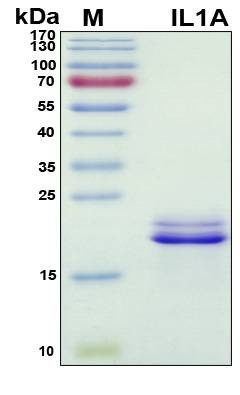 Recombinant Porcine (pig) IL-1 alpha Protein, Antigen Grade