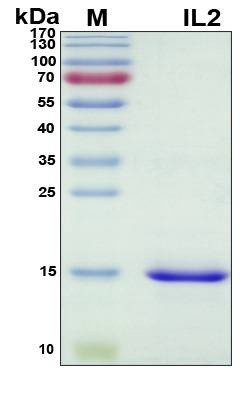 Recombinant Porcine (pig) IL-2 Protein, Antigen Grade