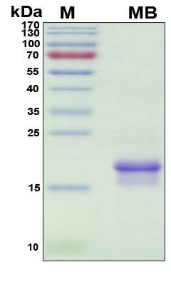 Recombinant Porcine (pig) Myoglobin Protein