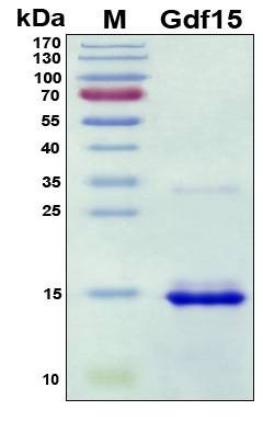 Recombinant Mouse Gdf15 Protein, Antigen Grade