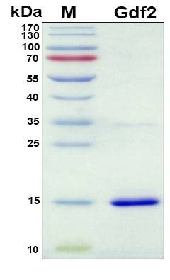 Recombinant Mouse Gdf2 Protein, Antigen Grade