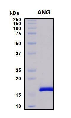 Recombinant Sus scrofa (pig) Angiogenin Protein