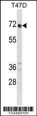 Anti-GPC2 (N-term) Antibody