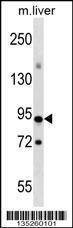Anti-CXXC1 (Center) Antibody
