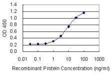 Anti-CYP1A2 Antibody