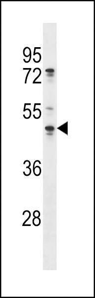 Anti-OLA1 (N-term) Antibody