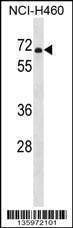 Anti-PDE1B (C-term) Antibody