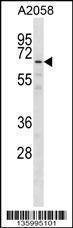 Anti-GPKOW (Center) Antibody