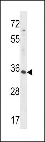 Anti-RFNG (C-term) Antibody