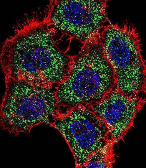 Anti-TSC22D2 (N-term) Antibody