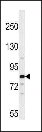 Anti-ARNT2 (Center) Antibody