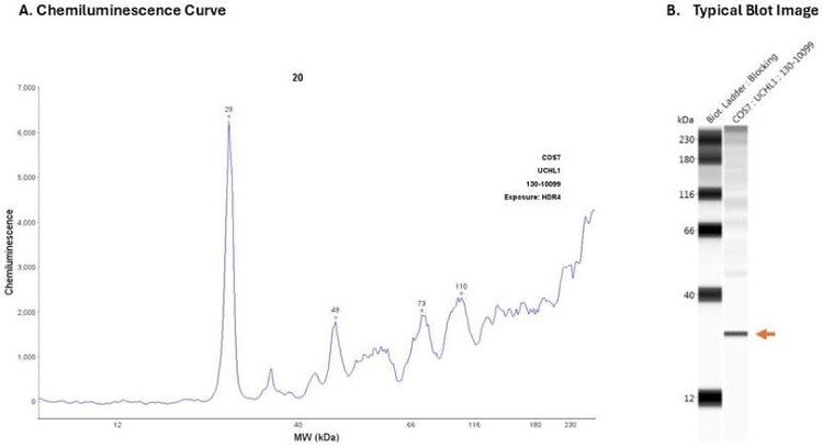 Cell Lysate: COS7 | Secondary Ab: Rabbit | Exposure: HDR | Expected MW (kDa): 25