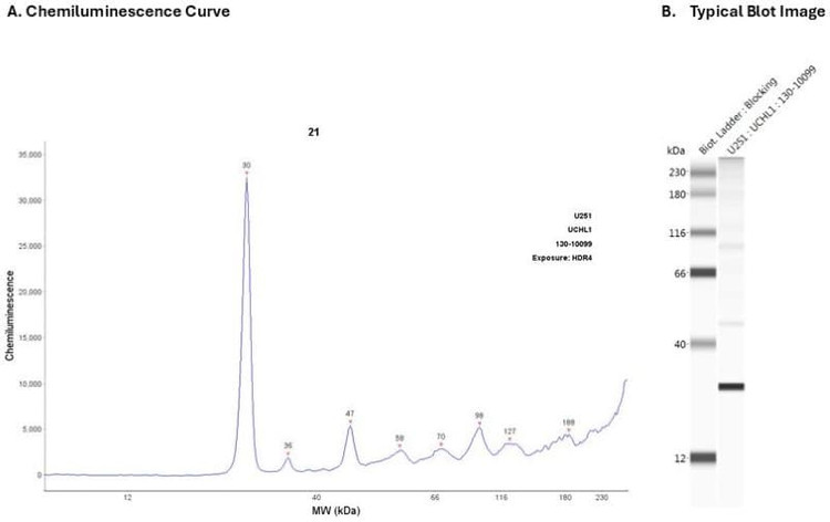 Cell Lysate: U251 | Secondary Ab: Rabbit | Exposure: HDR | Expected MW (kDa): 25