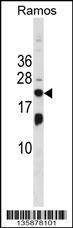 Anti-ISG20 (Center) Antibody