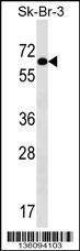 Anti-TRIP4 (Center) Antibody