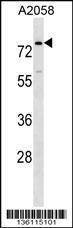 Anti-BCAS1 (N-term) Antibody