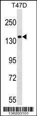 Anti-MYO1E (N-term) Antibody