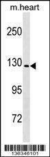 Anti-Mouse Nlrp6 (Center) Antibody