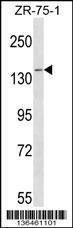 Anti-PAN2 (C-term) Antibody