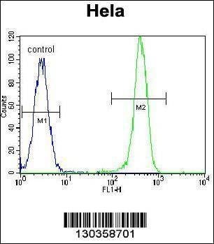 Anti-EPOR (Center) Antibody