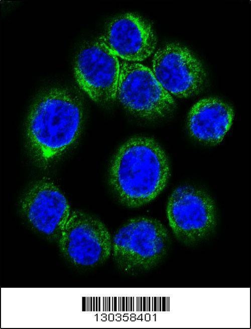 Anti-EPOR (Center) Antibody