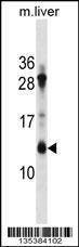 Anti-ATP5G1 (Center) Antibody