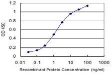 Anti-DAZAP1 Antibody