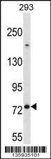 Anti-MED16 (Center) Antibody