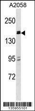 Anti-ZBTB38 (N-term) Antibody
