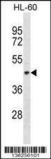 Anti-TEKT1 (Center) Antibody