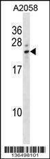 Anti-LCN8 (C-term) Antibody