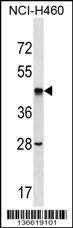 Anti-SEPT2 (C-term) Antibody