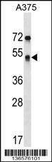 Anti-SEPT11 (Center) Antibody