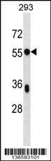 Anti-BSDC1 (C-term) Antibody