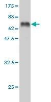 Anti-DCX Antibody