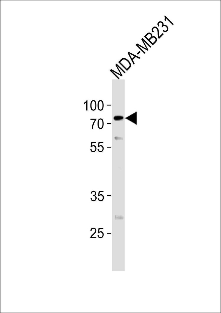 Anti-TRIM25 (Center) Antibody