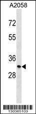 Anti-MGLL (N-term) Antibody