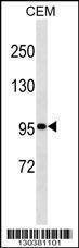Anti-USP1 (C-term) Antibody